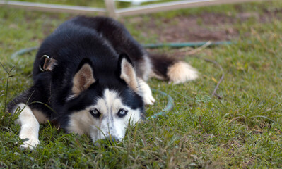 black and white siberian husky dog ​​with blue to white eyes lying on the grass