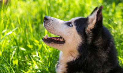 Siberian husky dog ​​of black color with white raising his nose up and with a green background in grass