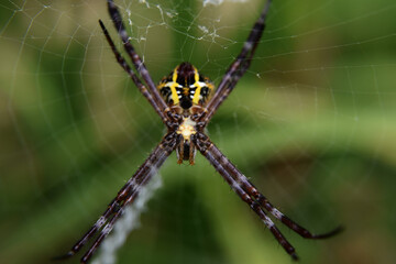 Photo of spider with blur background