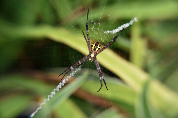Photo of spider with blur background