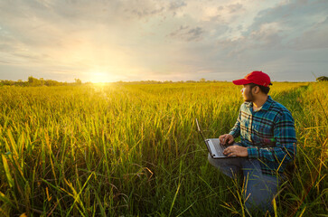 A new young male farmer,smart agriculture kneeling intently working on a notebook computer in a rice field.