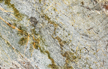 Full frame bark texture for background