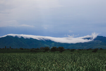 Sierra de Manantlan