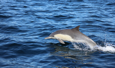 dolphin jumping out of water, Long-beaked common dolphin