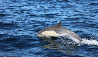 dolphin in the water, common dolphin, Laguna beach 