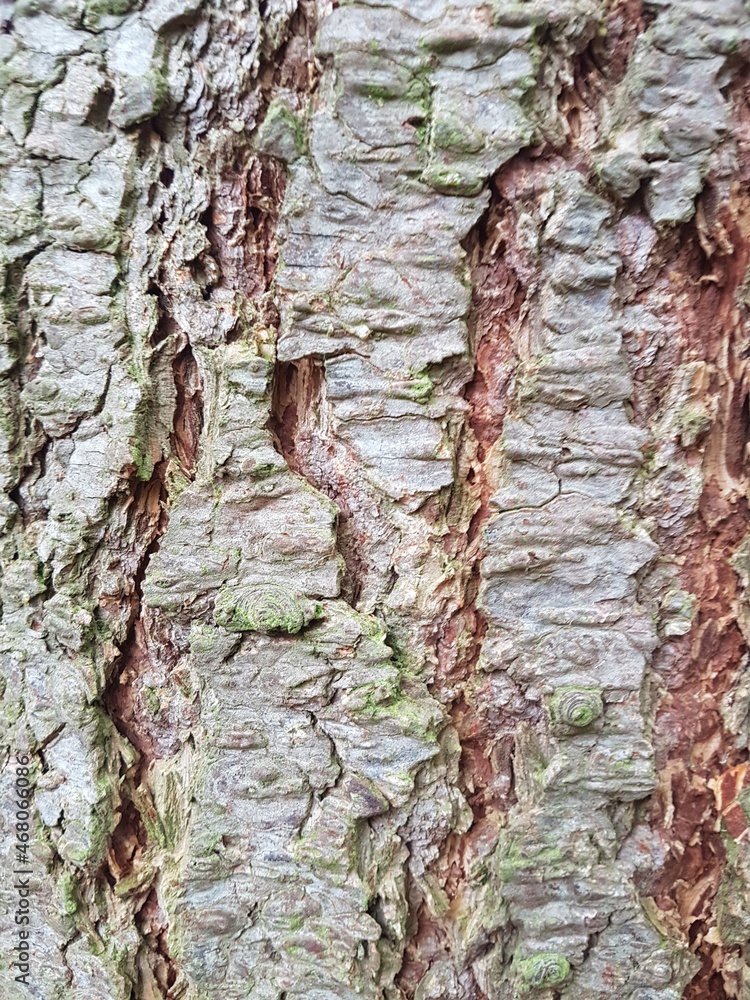 Sticker closeup shot of an old tree bark texture - for backgrounds and textures