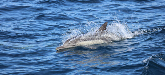 dolphin in the water, Long-beaked common dolphin, Dana Point, USA