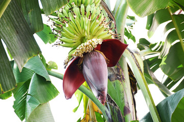 Banana blossoms on a tree in the garden