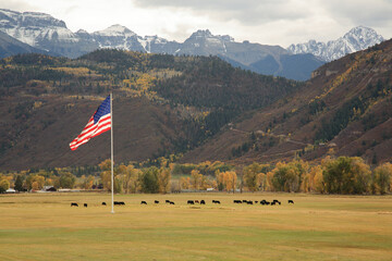 Waving American flag on the Weber Ranch with a cattle grazing grass near Ridgway, Colorado