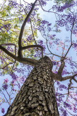 The tree trunk of a jacaranda tree with a lot of purple flowers