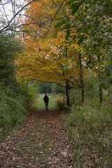 Solitary person walking along a path under a fall tree with yellow leaves; state park in Illinois