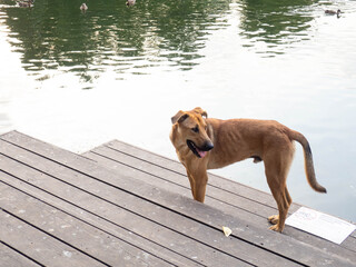 Dog on the shore of the lake next to a sign that prohibits swimming