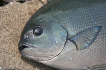 Japanese most popular sea fish “ONAGA-MEJINA” clos up. 尾長メジナ（グレ）の雄志、頭部のアップを磯の上で撮影。