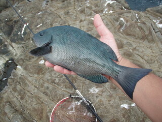 Japanese most popular sea fish “ONAGA-MEJINA”. 手の上に載せて撮った尾長メジナの魚体。