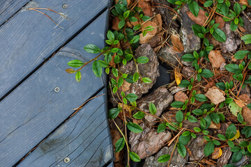 Wooden flooring near the green leaves, pine needles, stones. High quality photo
