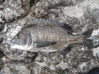 Japanese most popular sea fish “Kurodai(Chinu)”. 磯場をバックに立派な体高をしたクロダイ（チヌ）の魚体画像。