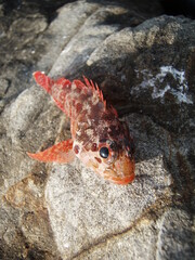 Japanese most popular sea rockfish “KASAGO”. カサゴの幼魚を正面から岩の上でかわいく撮った写真。