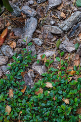 Tree bark on the ground. Background, green leaves, pine needles, stones. High quality photo
