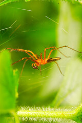 Close up macro shot of forest spider