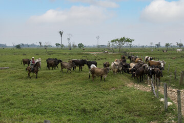 Naklejka na ściany i meble dairy cattle herd in Latin America