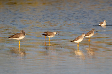 The flock of greater yellowlegs feeding at sunset time