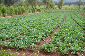 fields of open-air lettuce crops in Colombia