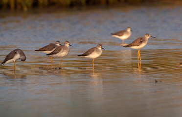 The flock of greater yellowlegs feeding at sunset time