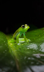 Ranas endémicas del chocó andino en Mindo, Ecuador