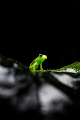 Ranas endémicas del chocó andino en Mindo, Ecuador