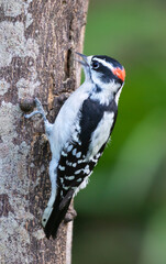 The downy woodpecker (Dryobates pubescens) feeding oh the dead tree