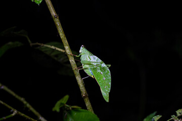 Saltamontes de ala angulada del chocó andino en mindo, ecuador