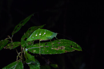 Saltamontes de ala angulada del chocó andino en mindo, ecuador