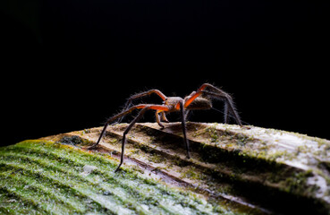 Arañas del chocó andino en mindo, ecuador