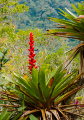 Obraz premium Flora encontrada en Mindo, Ecuador