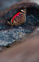 Fototapeta na wymiar Especies de mariposas encontradas en Mindo, Ecuador
