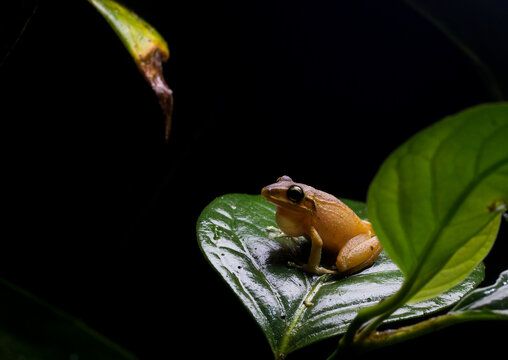 Ranas end&eacute;micas del choc&oacute; andino en Mindo, Ecuador