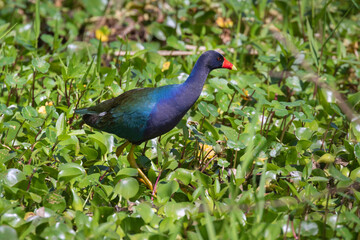 The purple gallinule feeding in the marsh, Texas, USA