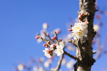 満開になった白梅の花のクローズアップ	
