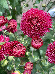 mauve chrysanthemum flowers in the garden.