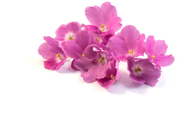 Fototapeta na wymiar Flower arrangement of inflorescences of pink violets on a white background for congratulations on the holiday, event, design. 