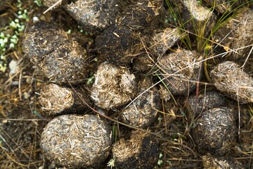 Animal brown poop in the green grass