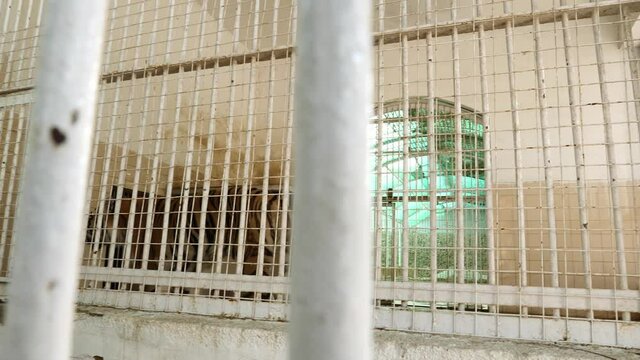 Striped Tiger Walking Back And Forth In Captivity Inside Cage At Zoo In Karachi. Hand Held Pan Left, Slow Motion  