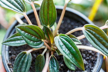 Peperomia rosso flower plant in the pot under sunlights. Close up, macro shot. Indoor gardening © Natali
