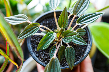 Peperomia rosso flower plant in the pot under sunlights. Close up, macro shot. Indoor gardening © Natali