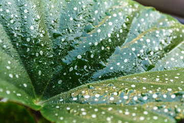 Close up of green leaves. Water drops on green leaf of palm tree, close up, macro shot. Big leaves with drops on it. 