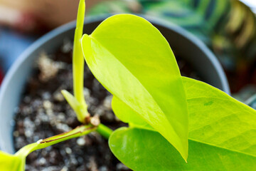 Close up of green leaf, macro shot. Texture of neon leaf. Indoor gardening, hobby © Natali