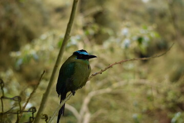 HAbitat de pajaro