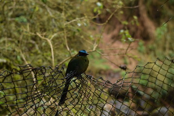 HAbitat de pajaro