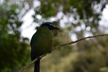 HAbitat de pajaro