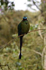 HAbitat de pajaro